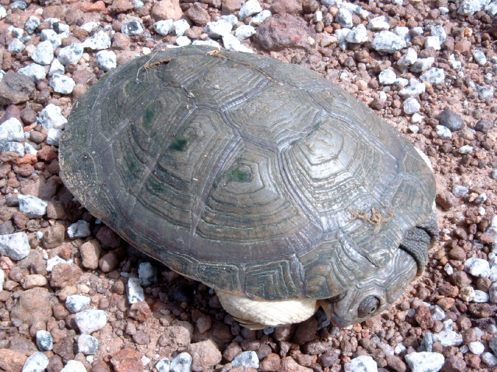 Sahelian Helmeted Turtle