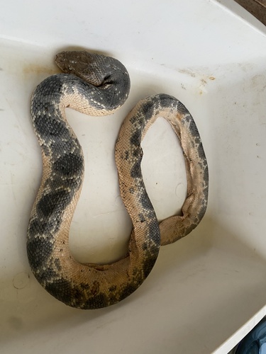 Stokes' Sea Snake