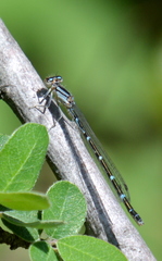 Enallagma praevarum