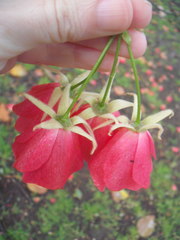 Dombeya cacuminum