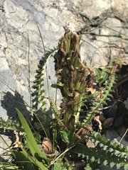 Pedicularis oederi