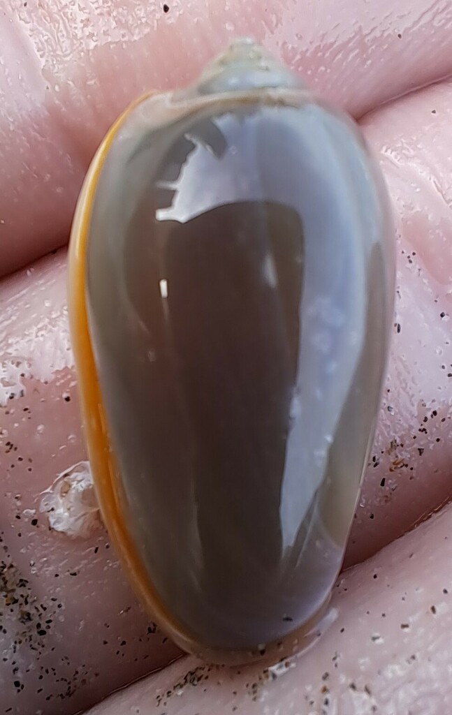 plum marginella