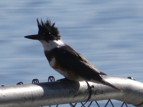 Belted Kingfisher photographed in Oklahoma