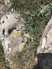 Bupleurum ranunculoides