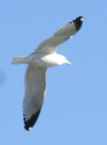 Ring-billed Gull photographed in Oklahoma