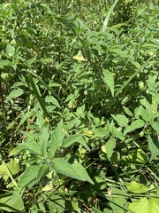 Physalis heterophylla