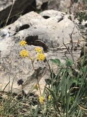 Bupleurum ranunculoides
