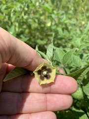 Physalis heterophylla