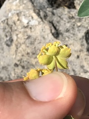 Bupleurum ranunculoides