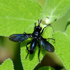 Penthosia satanica