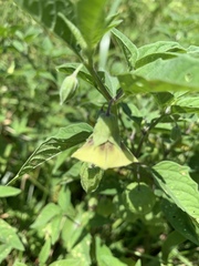 Physalis heterophylla