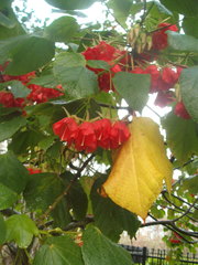 Dombeya cacuminum