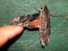 Erinnyis oenotrus
