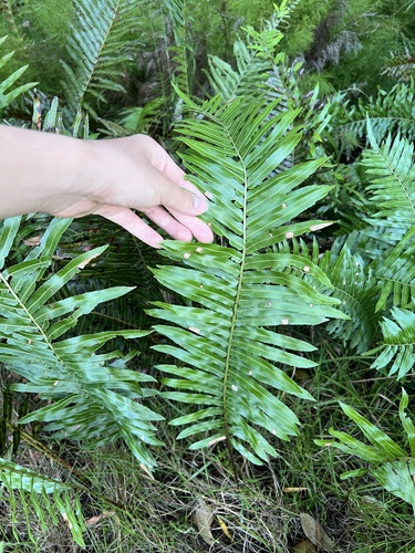 Image of Telmatoblechnum indicum by (c) Toby Jin, some rights reserved (CC BY)