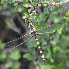 Macromia magnifica