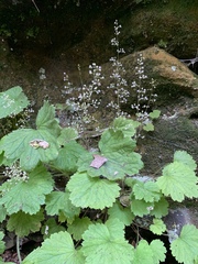 Heuchera missouriensis