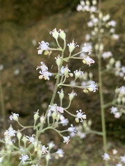 Heuchera missouriensis