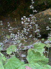 Heuchera missouriensis