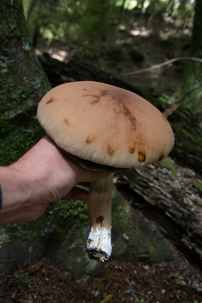 Cyclocybe parasitica · February 2025 · photo: © lobotaniser (iNaturalist, cc-by-nc)