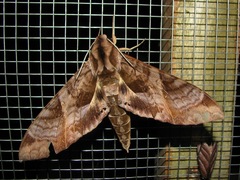 Image of Eumorpha triangulum