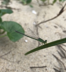 Paracercion v-nigrum