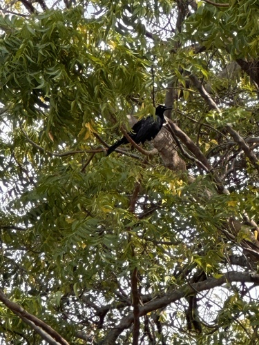Nicaraguan Grackle (Quiscalus nicaraguensis), photo 4