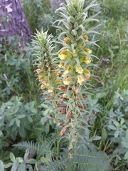 Pedicularis procera