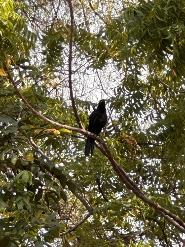 Nicaraguan Grackle (Quiscalus nicaraguensis), photo 5