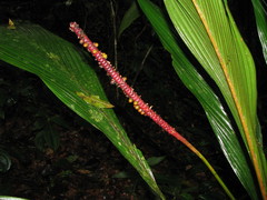 Geonoma cuneata