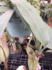 Nepenthes