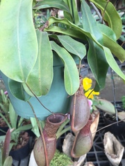 Nepenthes