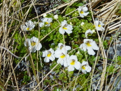 Euphrasia petriei
