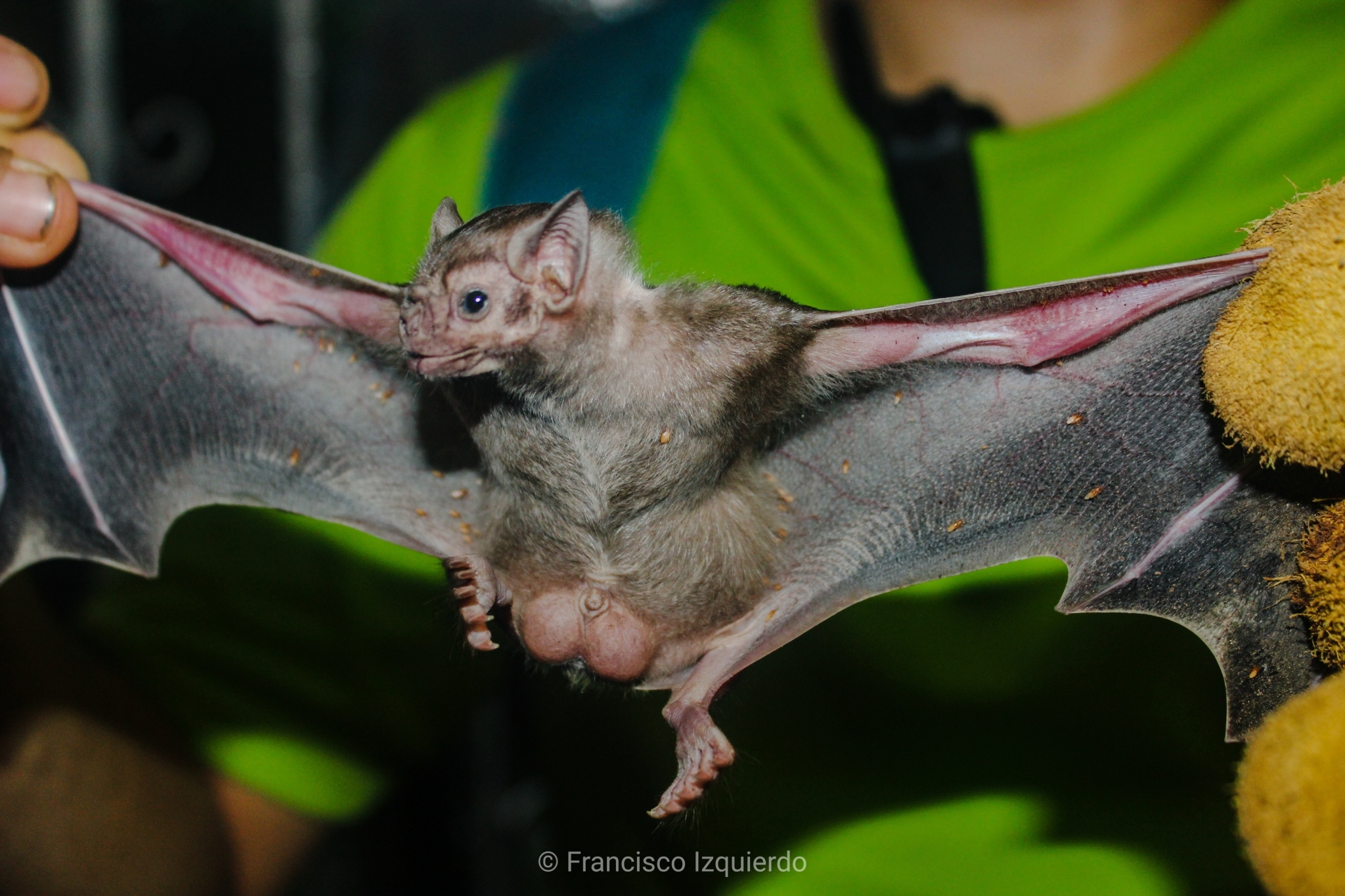 white vampire bat