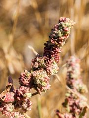 Extriplex joaquinana