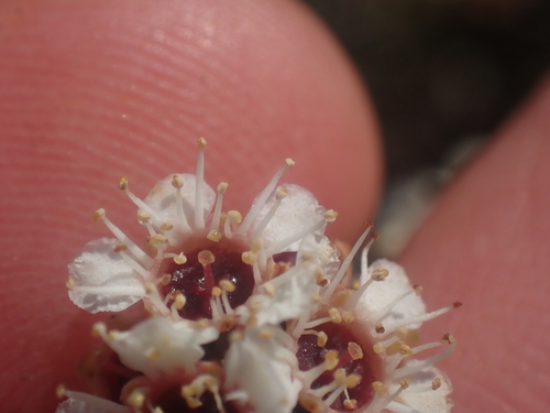 Image of Kunzea serotina by (c) Paul Bell-Butler, some rights reserved (CC BY)