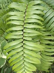 Nephrolepis biserrata