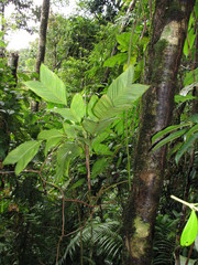 Geonoma longivaginata