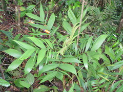 Geonoma triandra