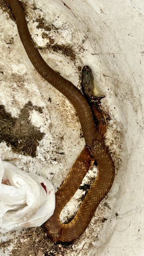 Tiger Snake sighting