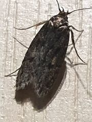 Hofmannophila pseudospretella