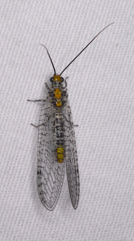 Abachrysa eureka