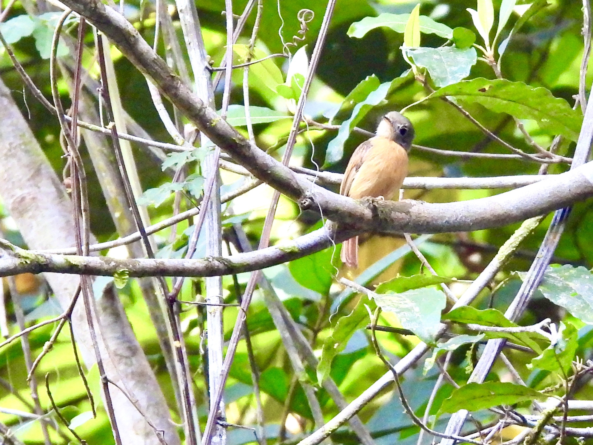 Ruddy-tailed Flycatcher (Terenotriccus erythrurus), photo 6
