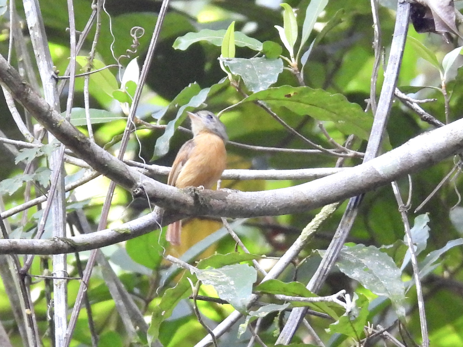 Ruddy-tailed Flycatcher (Terenotriccus erythrurus), photo 7