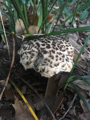 Strobilomyces strobilaceus image
