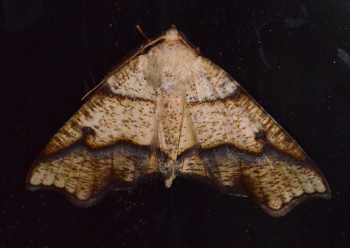 Hollow-spotted Plagodis Moth photo 4