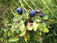 Vaccinium myrtillus