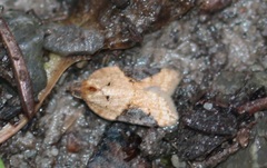 Acleris laterana