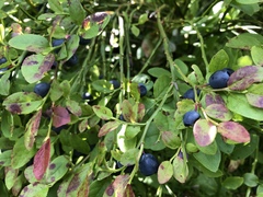 Vaccinium myrtillus
