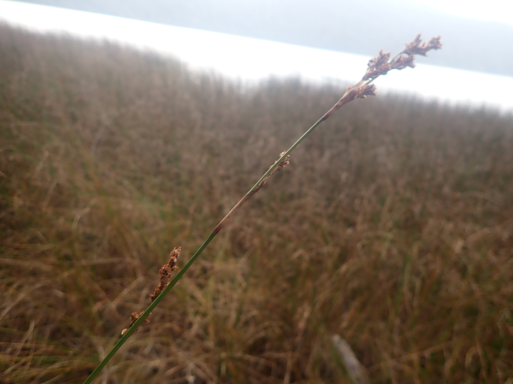 Machaerina arthrophylla