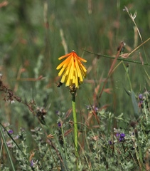 Kniphofia porphyrantha, photograph (c) desertnaturalist, some rights reserved (CC BY)